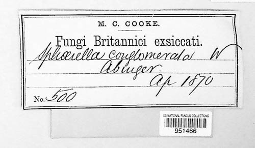 Mycosphaerella conglomerata image